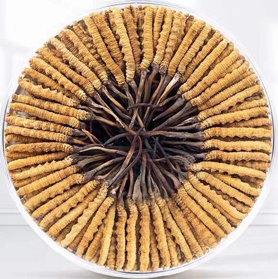 乌尔禾冬虫夏草回收